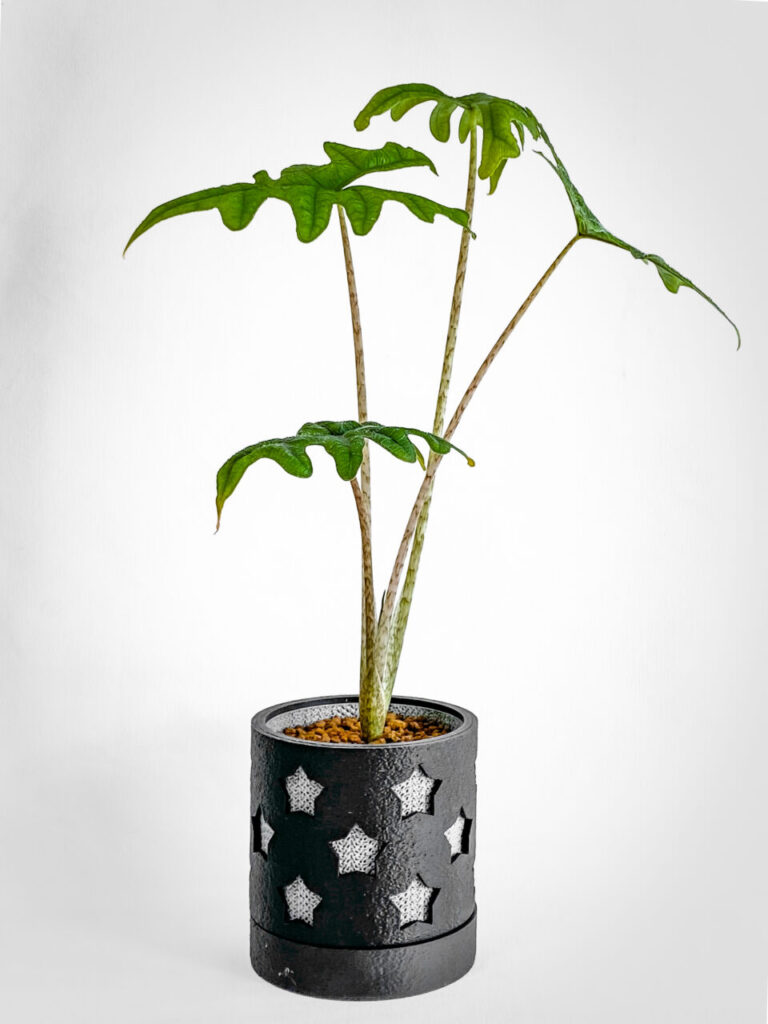 アロカシア・ジャックリン