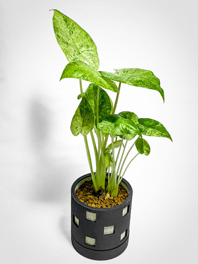 アロカシア・オドラ’バティック’