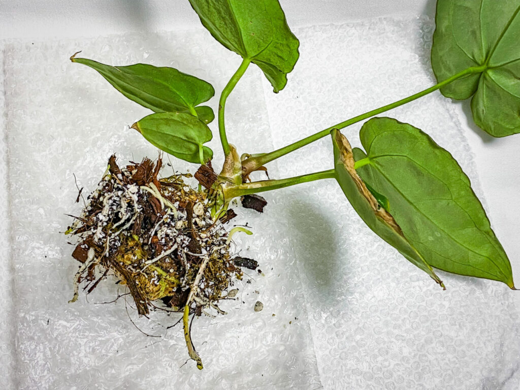 アンスリウム・クリスタリナム