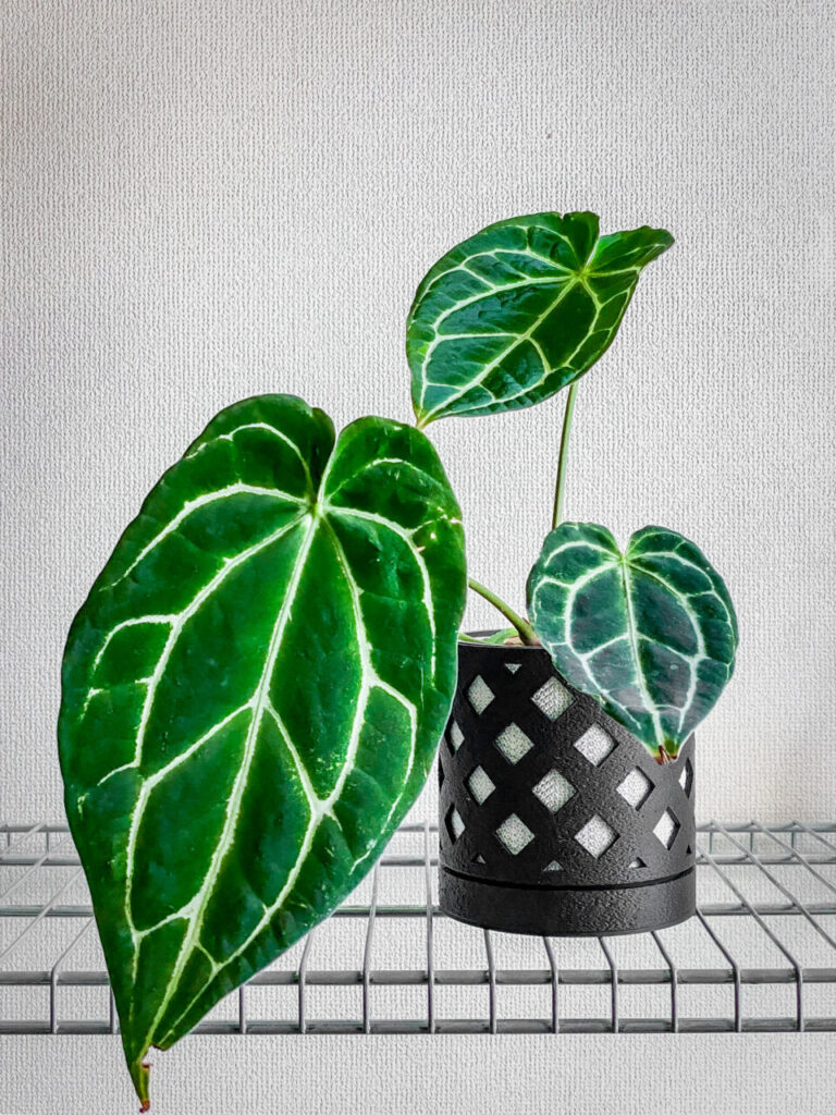 アンスリウム・クリスタリナム