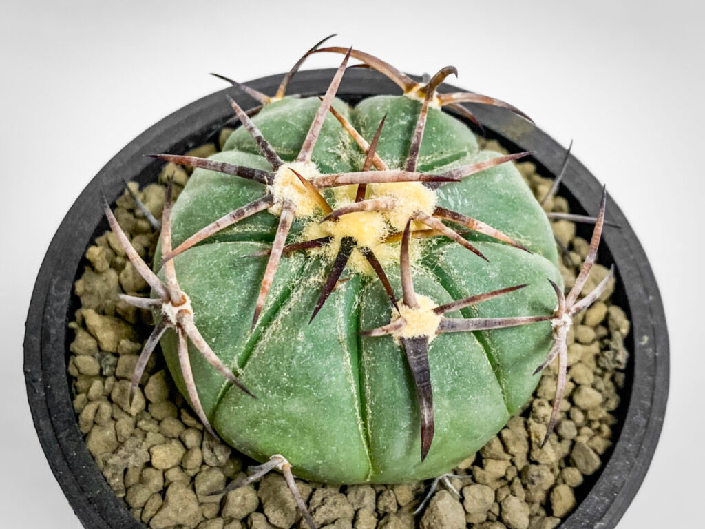 エキノカクタス・雷帝