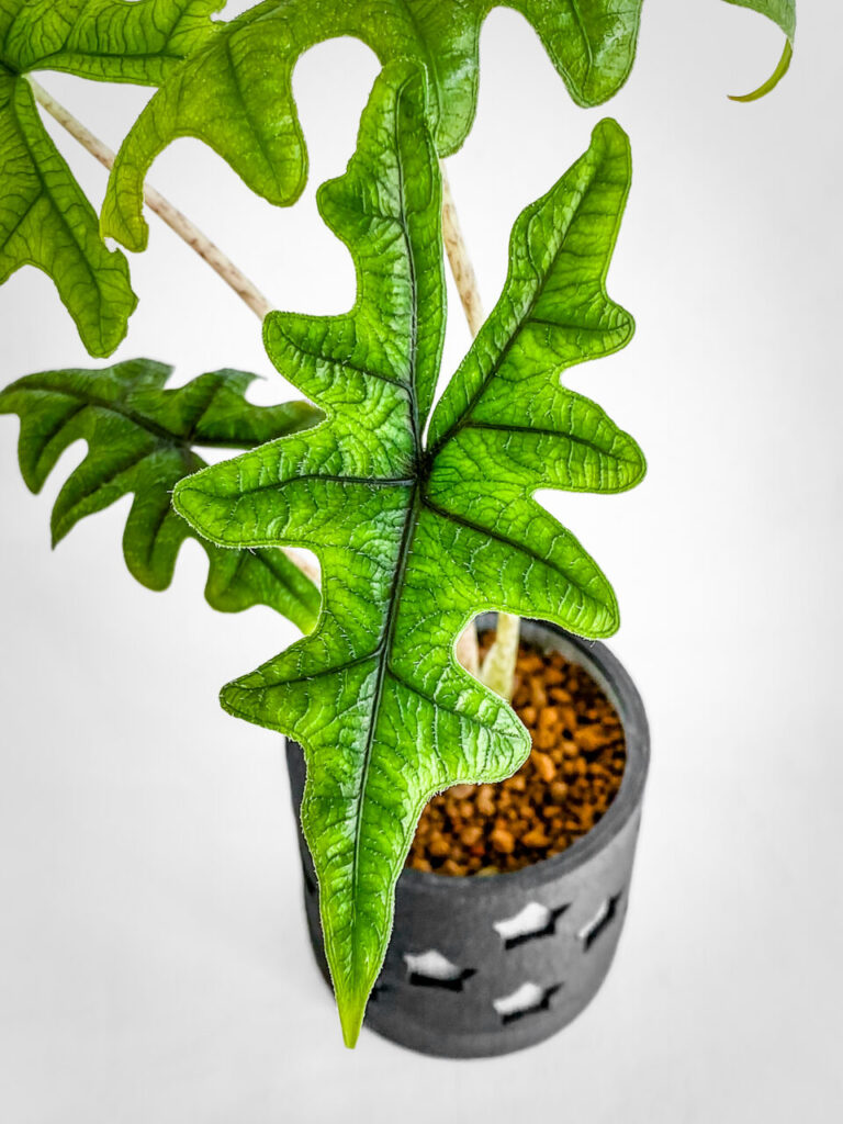 アロカシア・ジャックリン