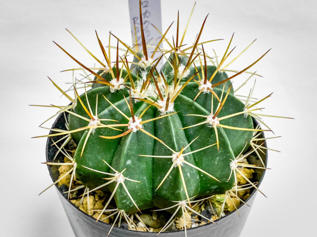 メロカクタス・マタンザナス hyb.