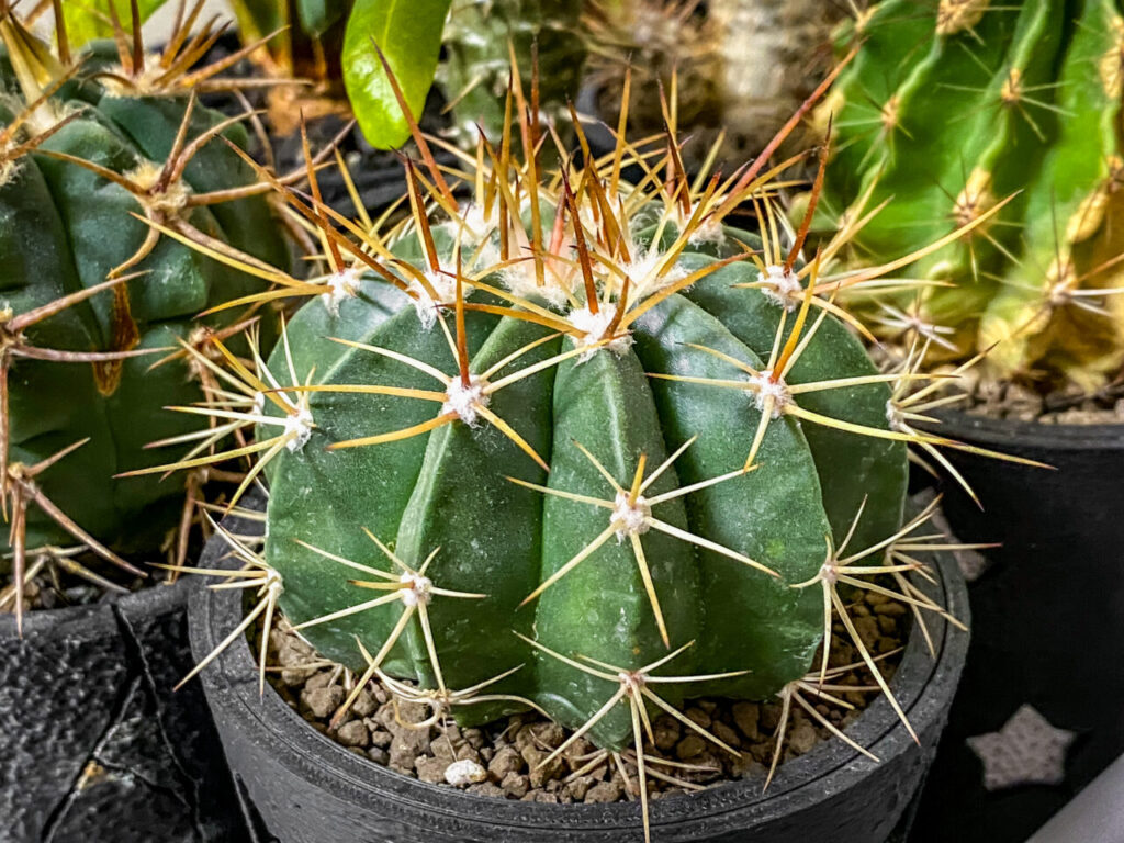 メロカクタス・マタンザナス hyb.