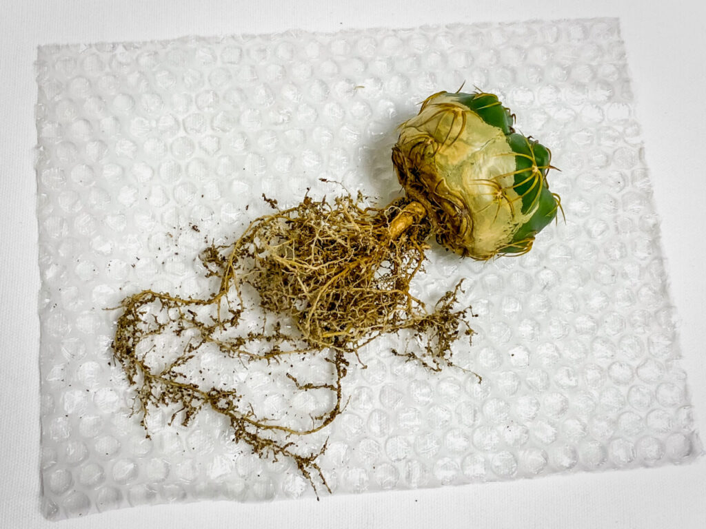 ギムノカリキウム・海王丸