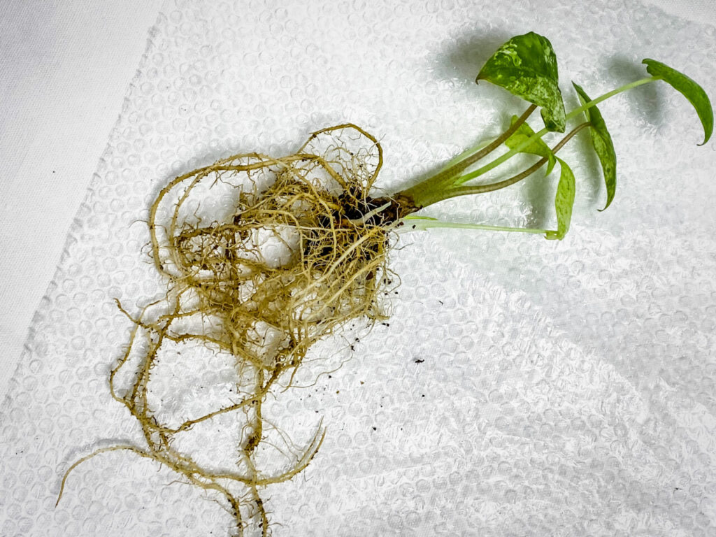 アロカシア・オドラ’バティック’