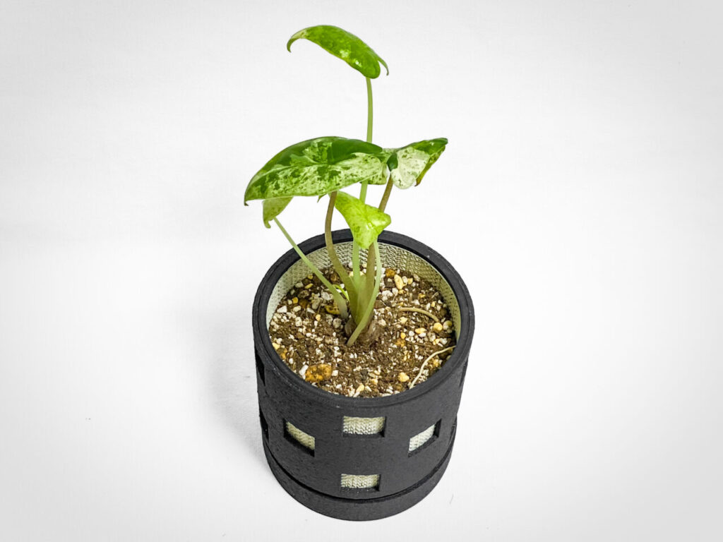 アロカシア・オドラ’バティック’