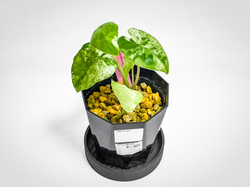 アロカシア・オドラ’バティック’