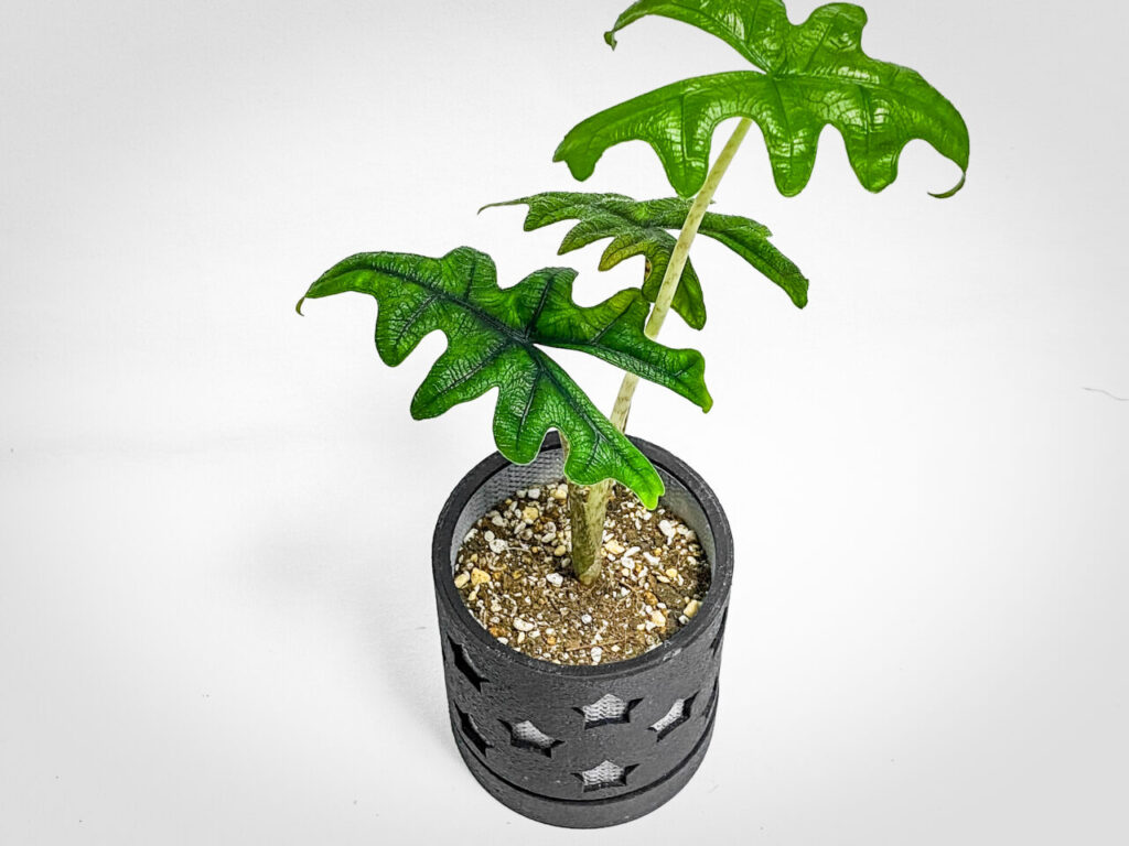 アロカシア・ジャックリン