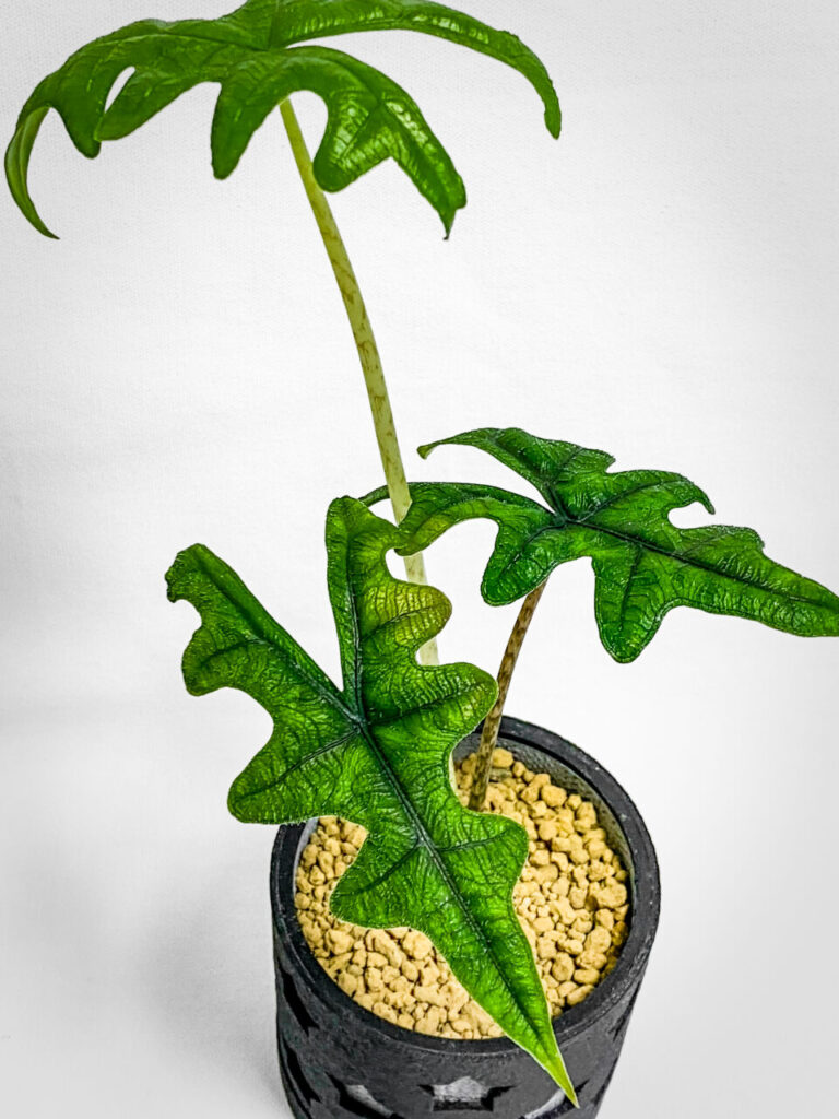 アロカシア・ジャックリン