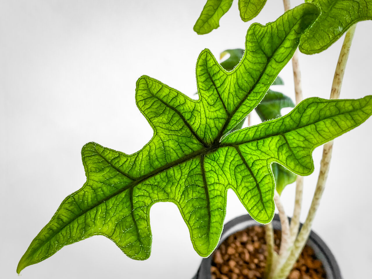 アロカシア・ジャックリン