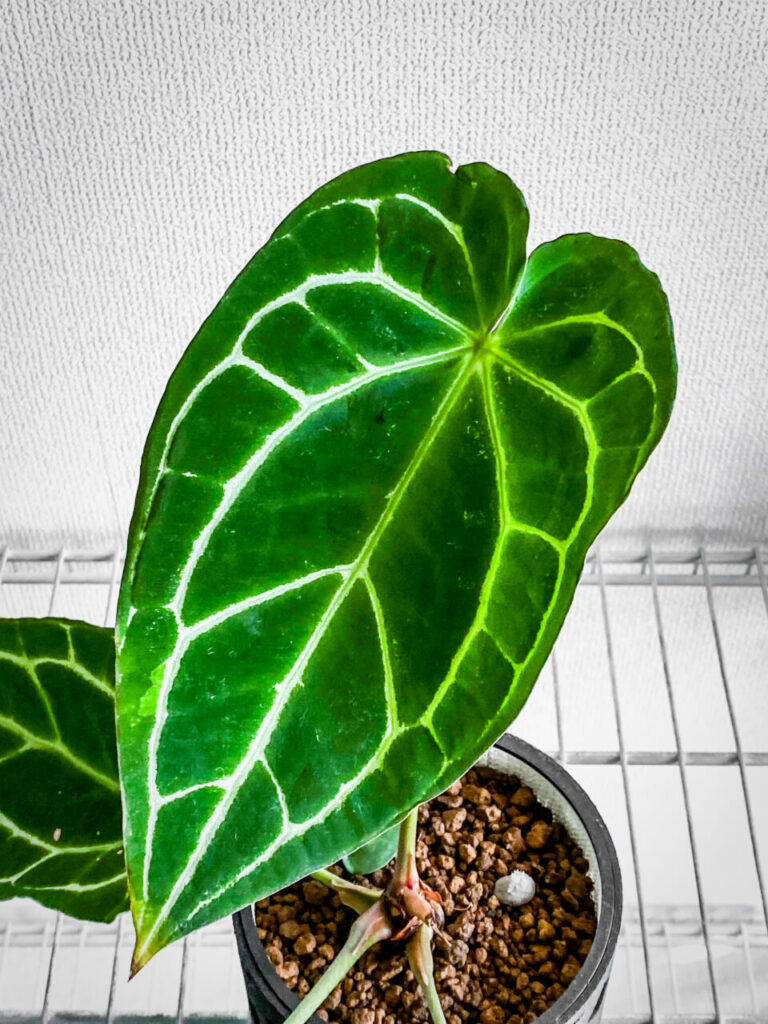 アンスリウム・クリスタリナム