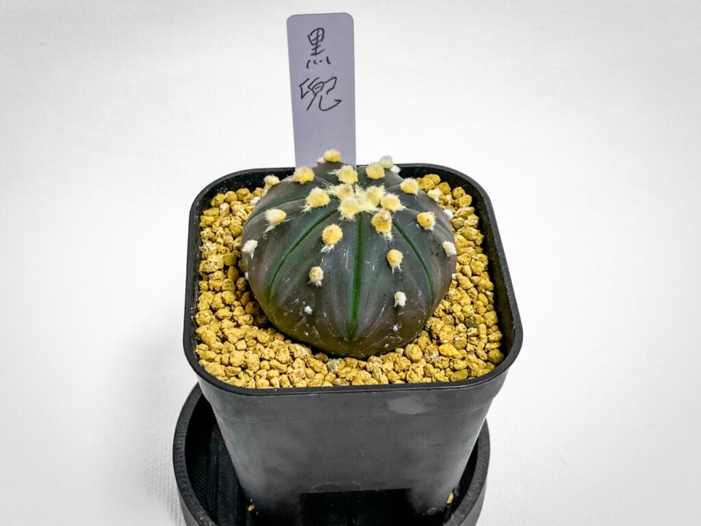 サボテン実生の会Plants connection fest購入品：アストロフィツム・黒兜