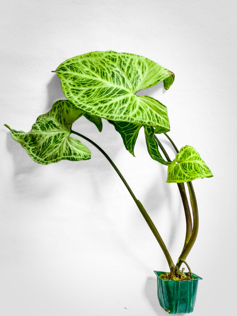 植物と酒vol.3購入品：カラジウムsp.