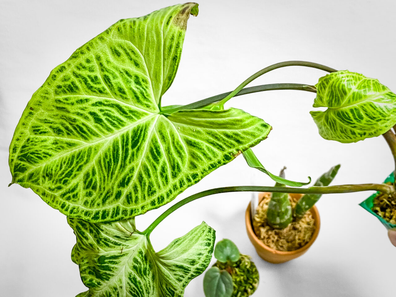 植物と酒vol.3購入品