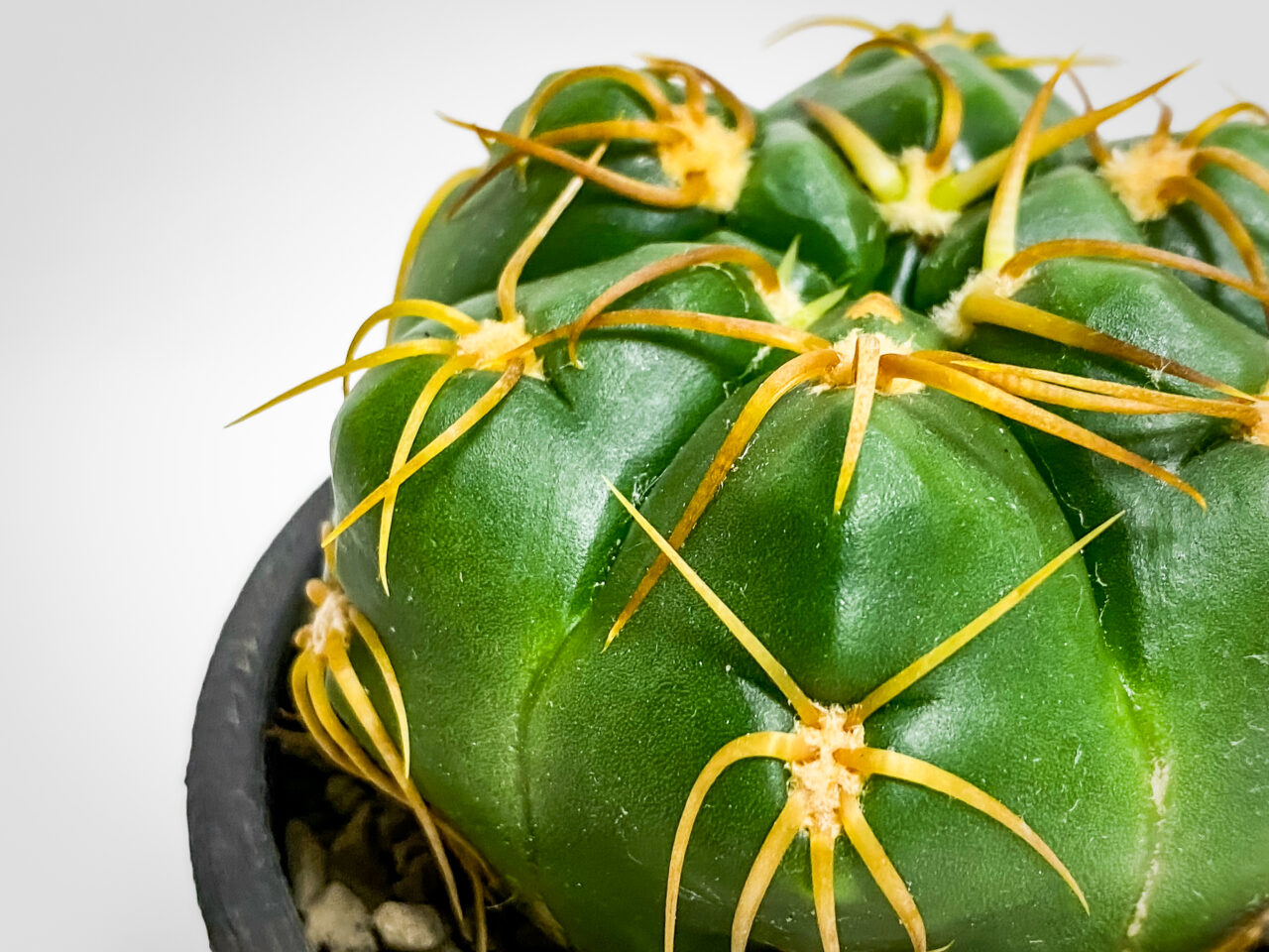 ギムノカリキウム・海王丸