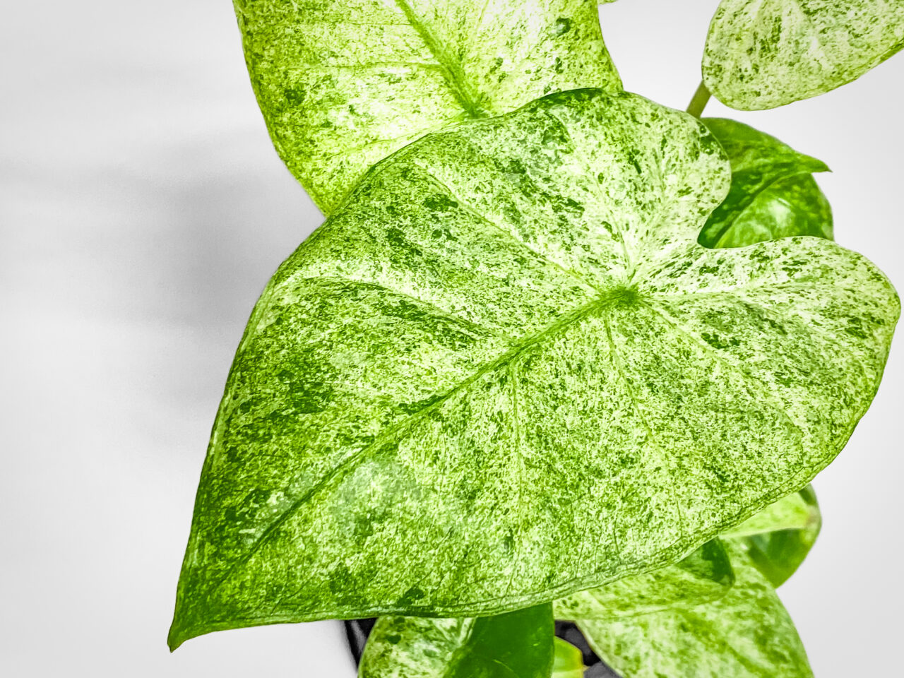 アロカシア・オドラ’バティック’