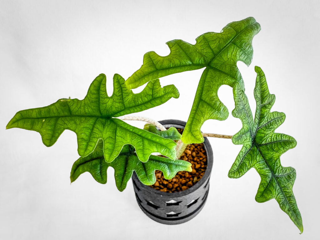 アロカシア・ジャックリン