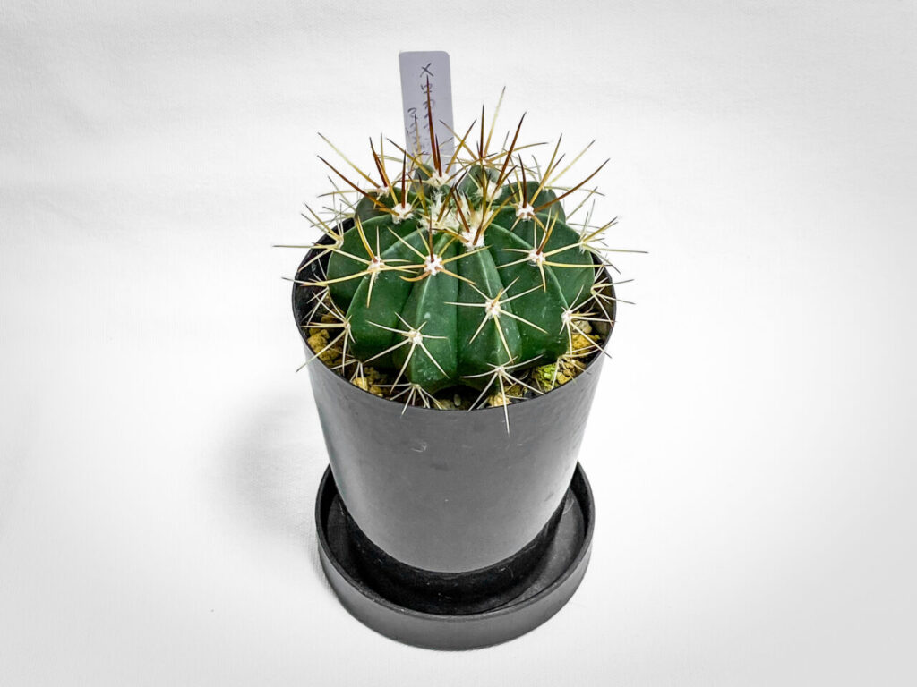 メロカクタス・マタンザナス hyb.