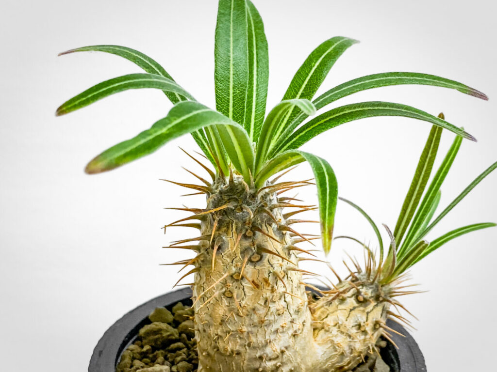 パキポディウム・グラキリス