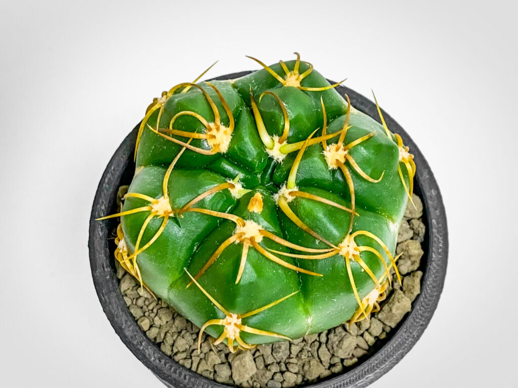 ギムノカリキウム・海王丸