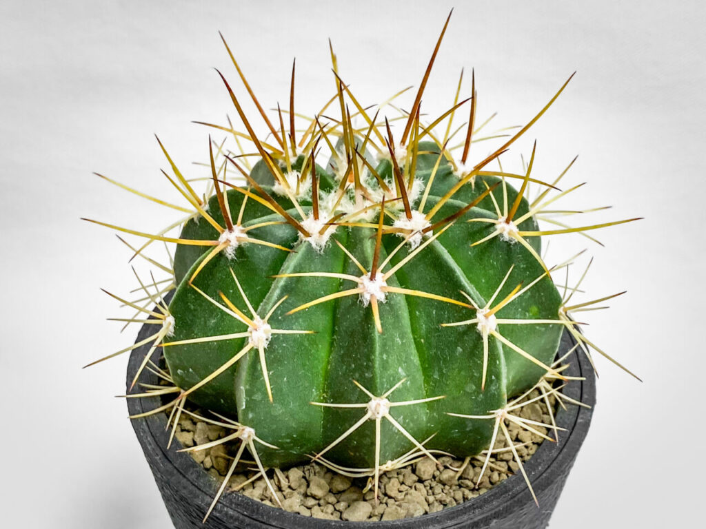 メロカクタス・マタンザナス hyb.