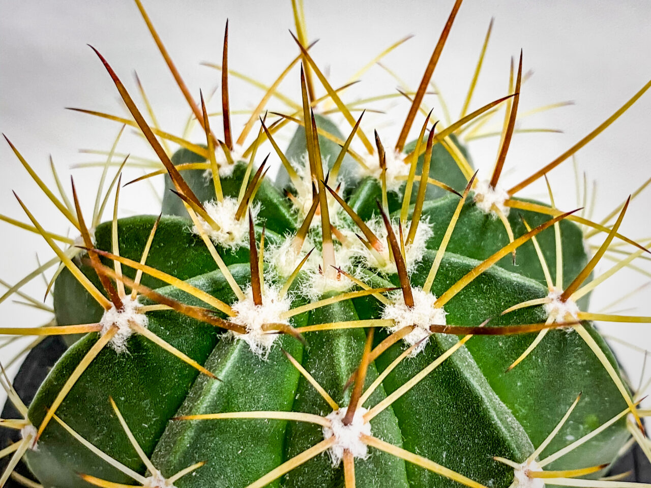 メロカクタス・マタンザナス hyb.