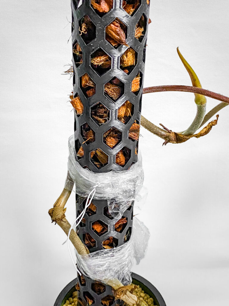 フィロデンドロン・ベルコーサム’ハミングバード’