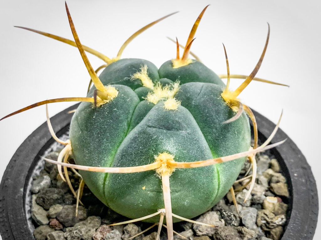 ギムノカリキウム・村主スーパー光琳玉