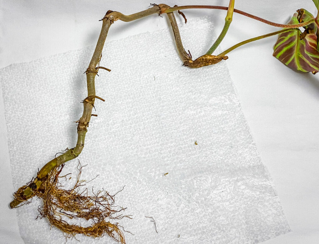 フィロデンドロン・ベルコーサム’ハミングバード’