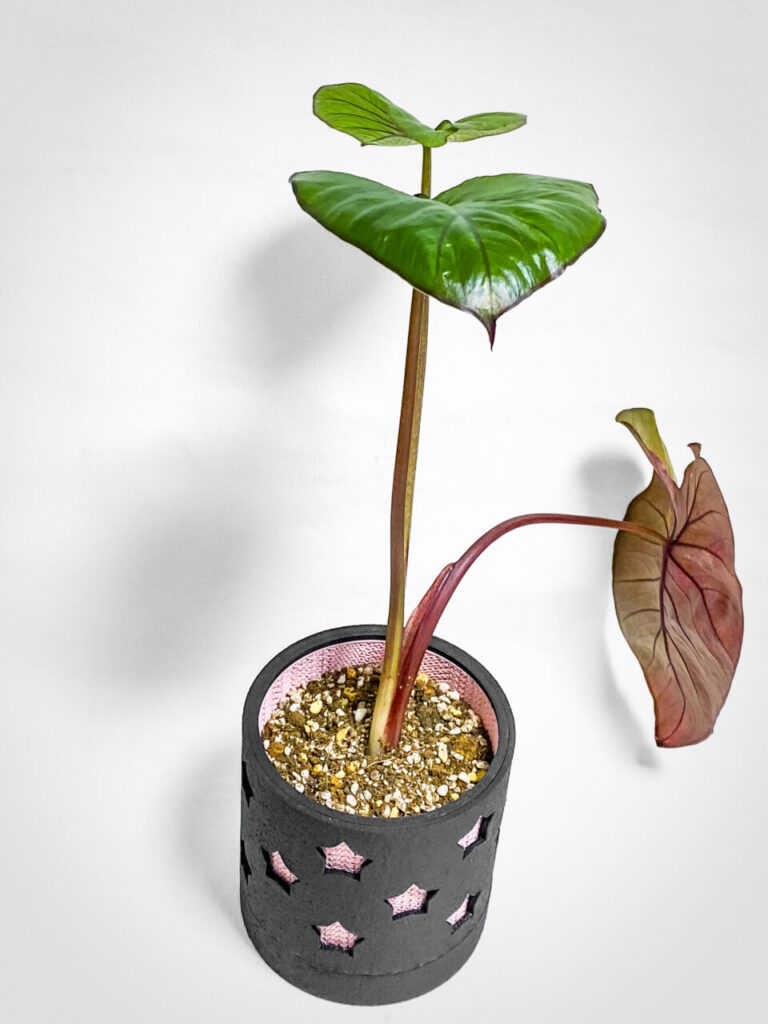 アロカシア・’セレンディピティピンクバリエガータ’