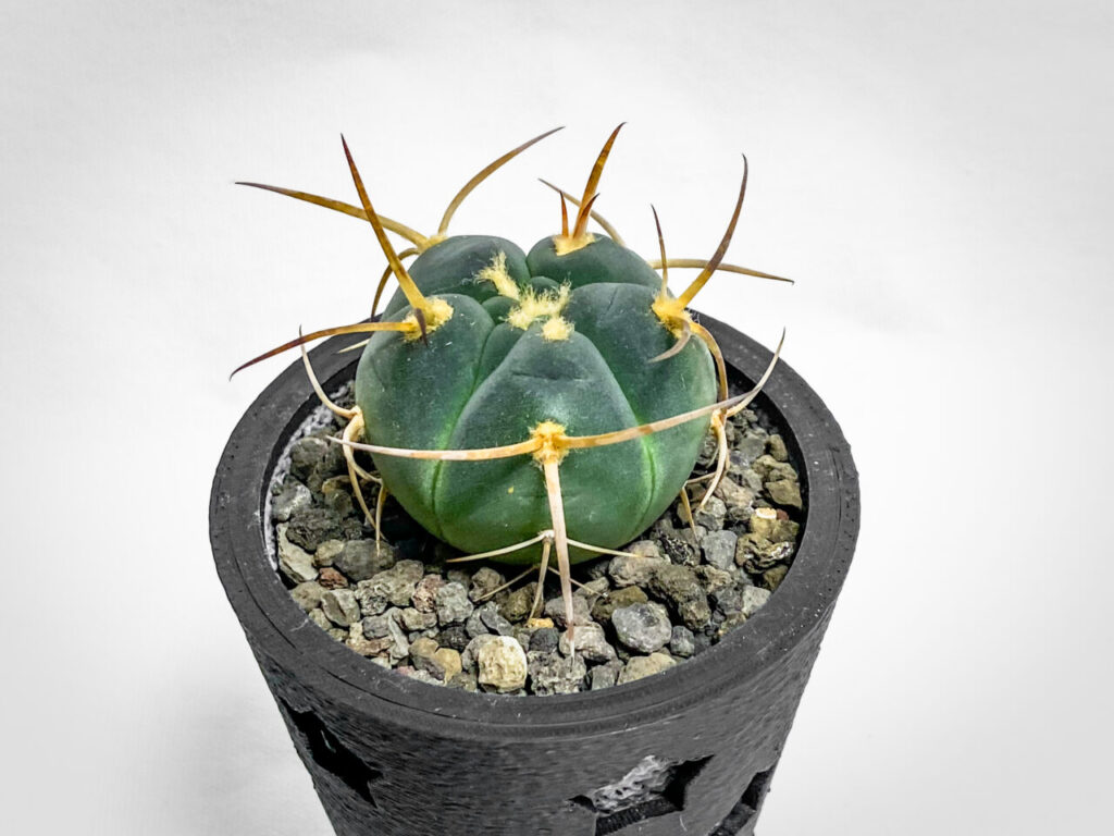 ギムノカリキウム・村主スーパー光琳玉