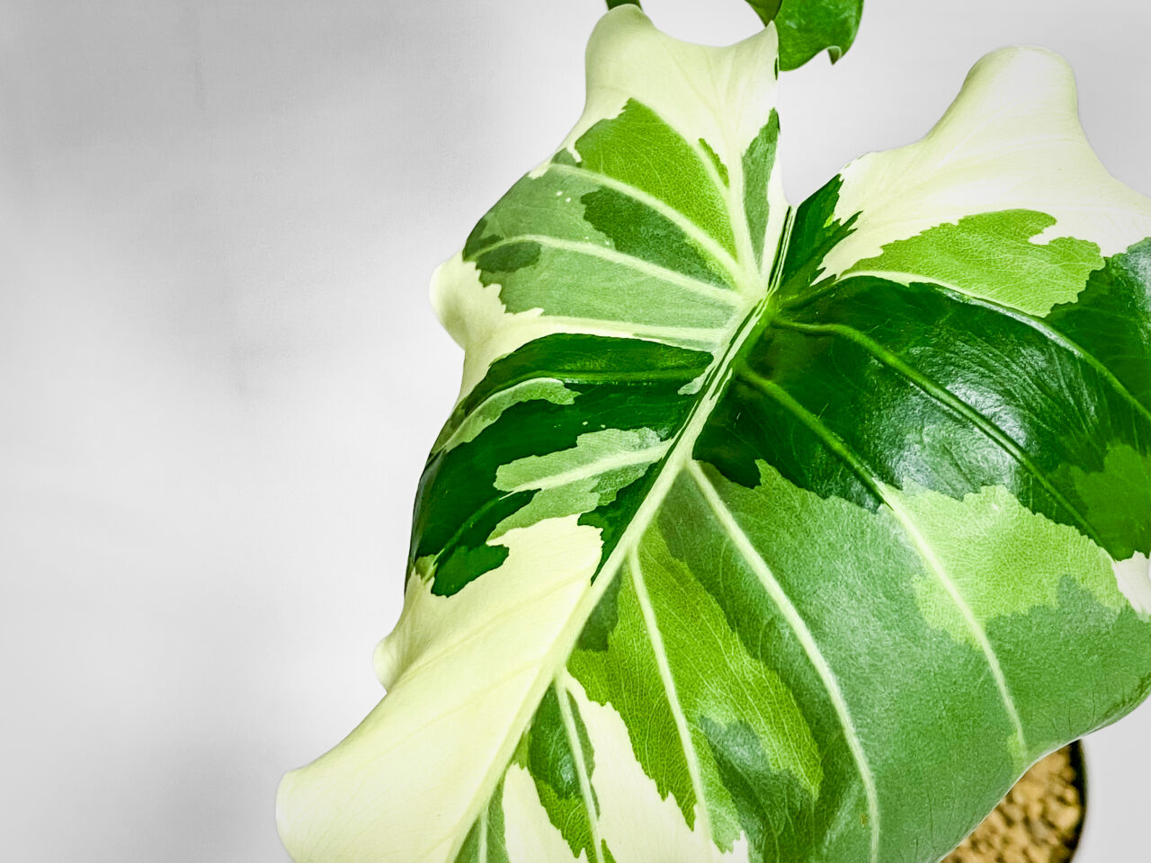 アロカシア・オドラ’オキナワシルバー’