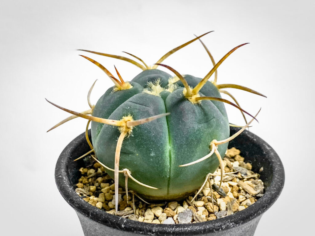 ギムノカリキウム・村主スーパー光琳玉