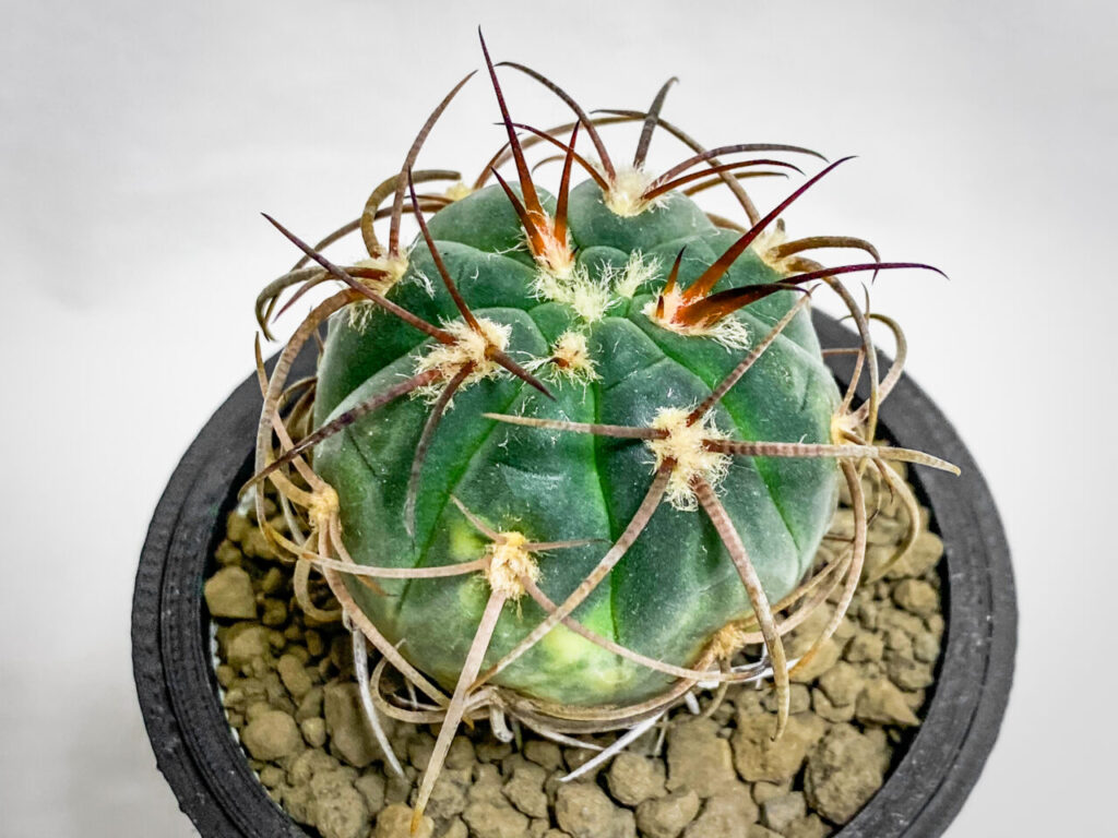 ギムノカリキウム・天平丸錦