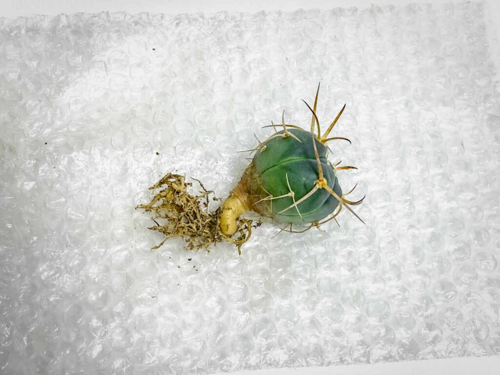 ギムノカリキウム・村主スーパー光琳玉