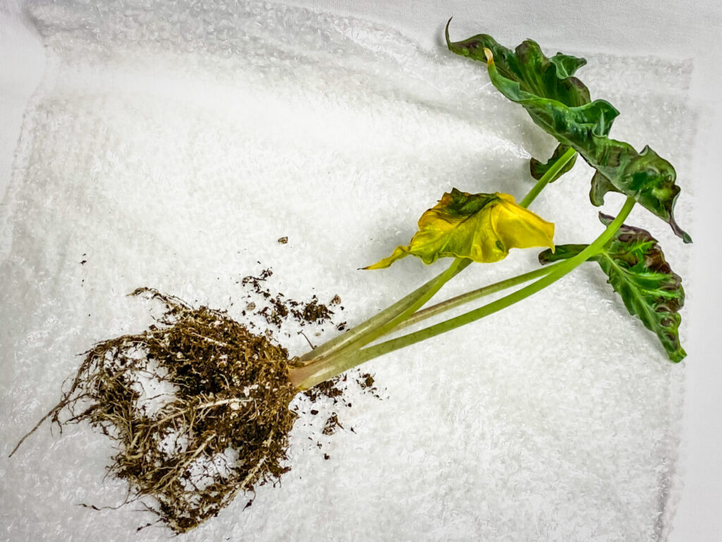 アロカシア・’ロコ’