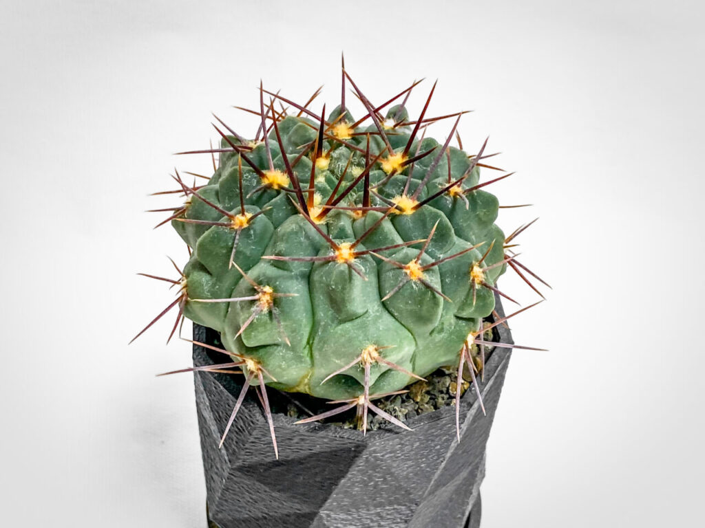 ギムノカリキウム・プロチャズキアナム…？？