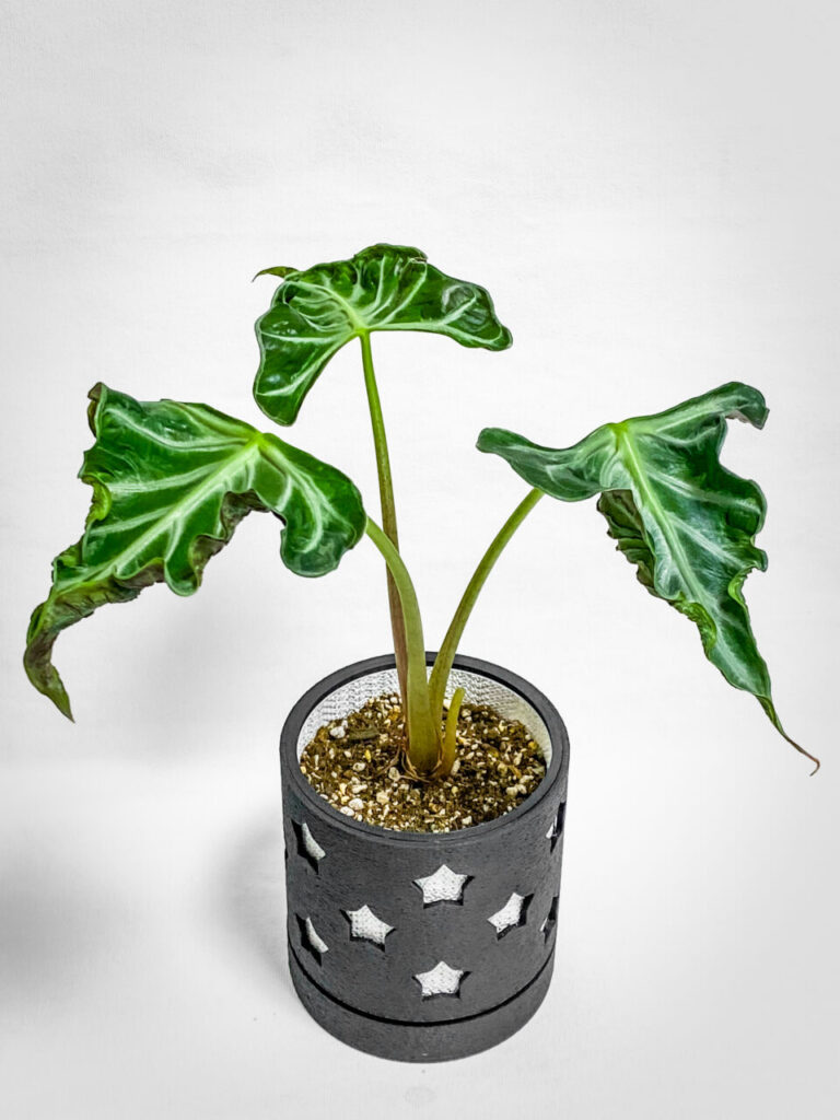 アロカシア・’ロコ’