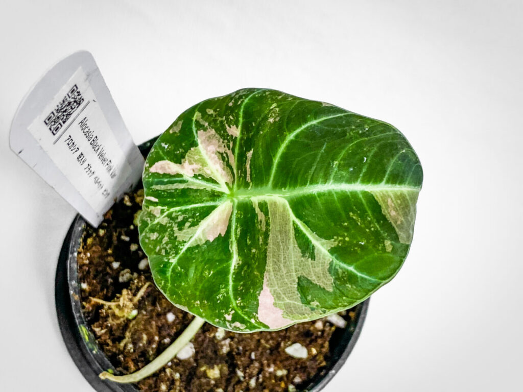 ミニボタ購入品：アロカシア・レギヌア’ブラックベルベッドピンクバリエガータ’