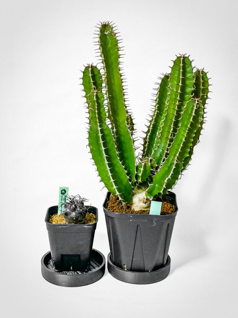 プチ草乱祭購入品