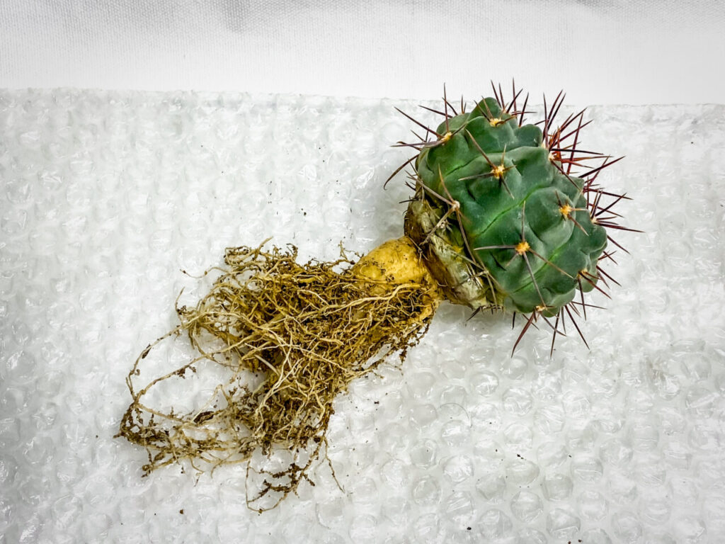 ギムノカリキウム・プロチャズキアナム…？？