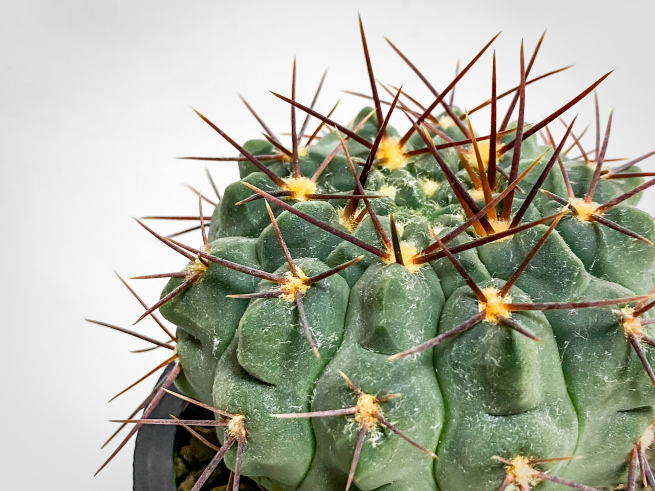 ギムノカリキウム・プロチャズキアナム…？？