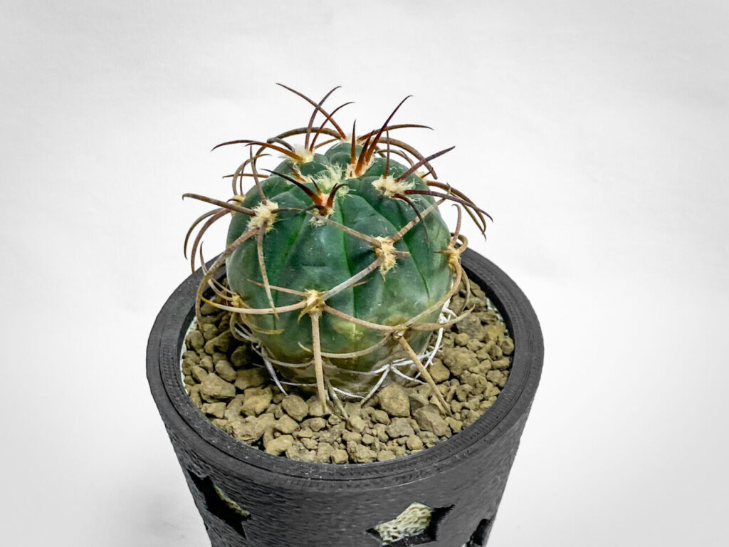 ギムノカリキウム・天平丸錦