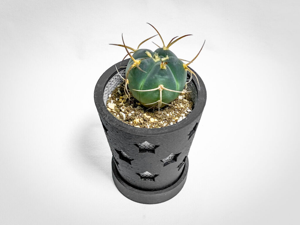 ギムノカリキウム・村主スーパー光琳玉