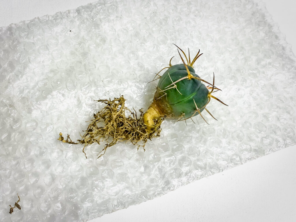 ギムノカリキウム・村主スーパー光琳玉