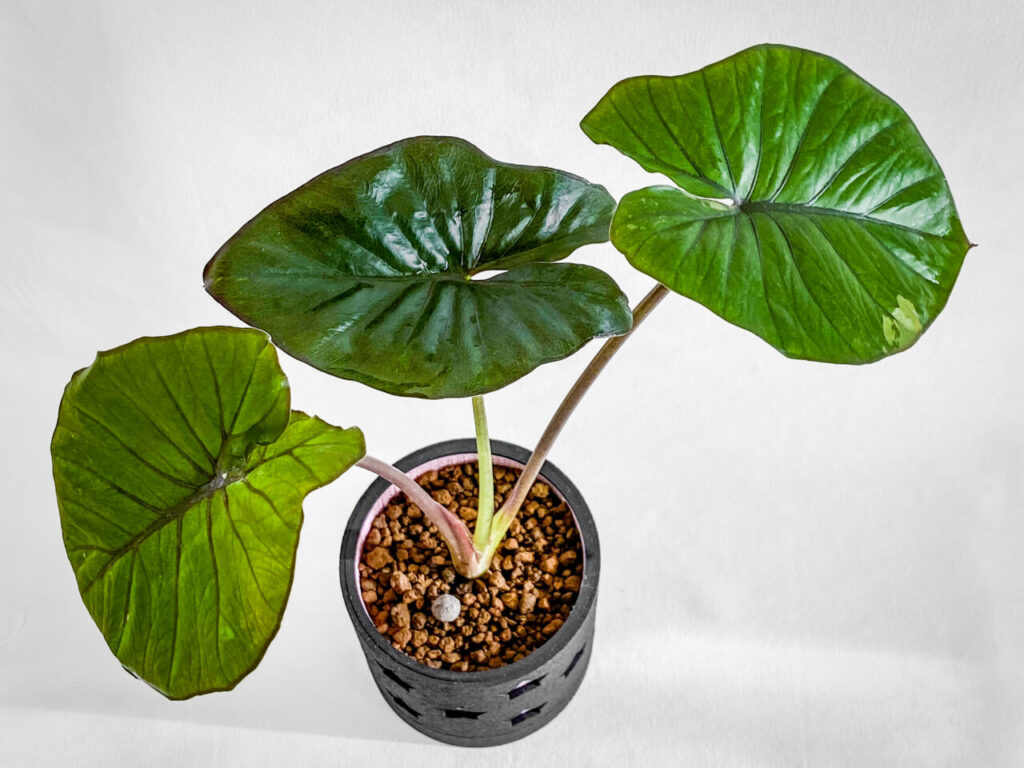 アロカシア セレンディピティ 鉢ごと発送 k*z様 アロカシア セレンディピティ鉢ごと発送