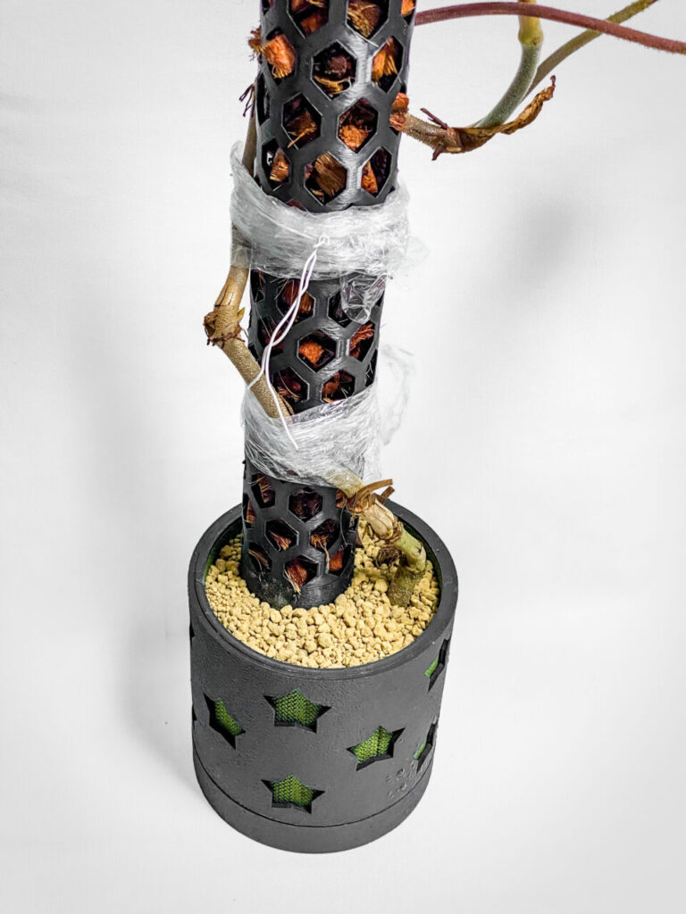 フィロデンドロン・ベルコーサム’ハミングバード’