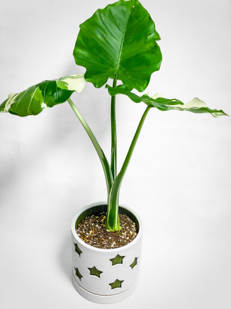 アロカシア・オドラ’オキナワシルバー’