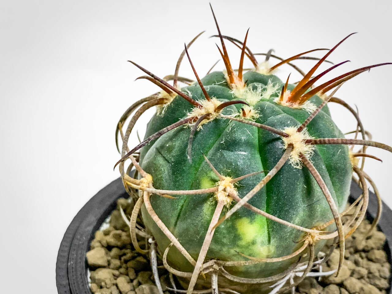 ギムノカリキウム・天平丸錦